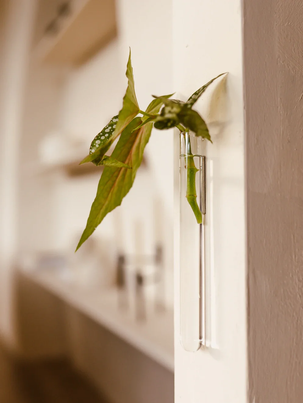 Vases magnétiques transparent - Walleaf ( 6 pièces )